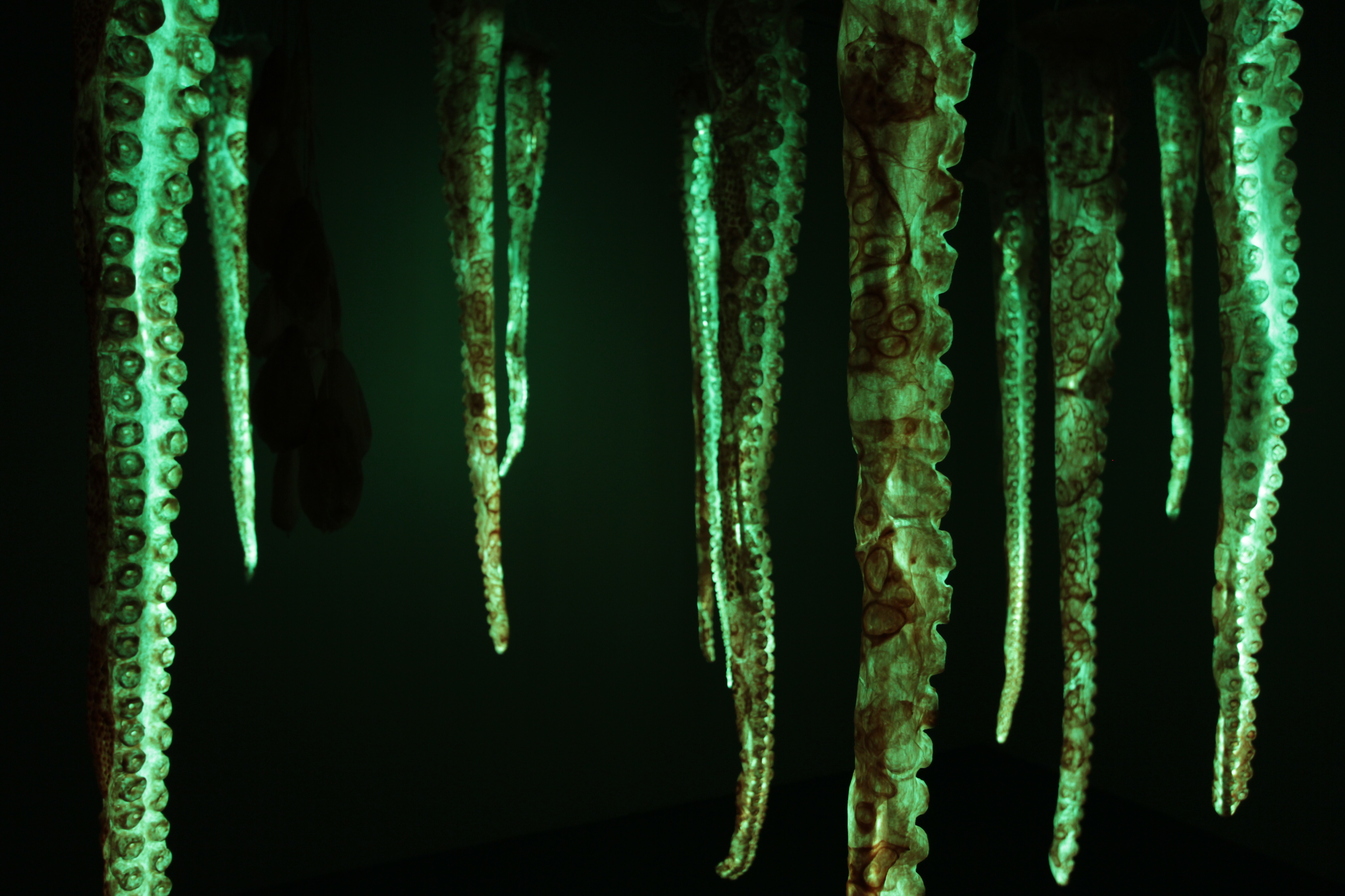 octopuses, mowson&mowson, feeler, OktoLab, lynn mowson