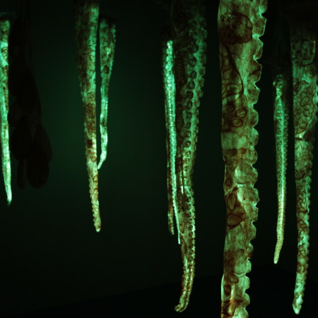 octopuses, mowson&mowson, feeler, OktoLab, lynn mowson